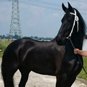 Paard Bonnet van de waterhoeve
